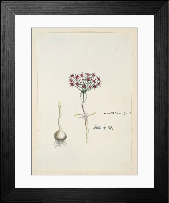 Framed Print : Hessea cinnamomea (L'Hérit.) Durand & Schinz. (umbrella lily), 1777-1786. Creator: Robert Jacob Gordon. Hessea cinnamomea (L'Hérit.) Durand & Schinz. (umbrella lily), 1777-1786. Creator: Robert Jacob Gordon Framed Print : Hessea cinnamomea (L'Hérit.) Durand & Schinz. (umbrella lily), 1777-1786. Creator: Robert Jacob Gordon. Hessea cinnamomea (L'Hérit.) Durand & Schinz. (umbrella lily), 1777-1786. Creator: Robert Jacob Gordon