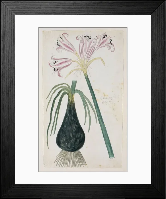 Framed Print : Crinum macowanii Baker, formerly Amaryllis belladonna (Cape coast lily), 1777-1786. Creator: Robert Jacob Gordon Framed Print : Crinum macowanii Baker, formerly Amaryllis belladonna (Cape coast lily), 1777-1786. Creator: Robert Jacob Gordon
