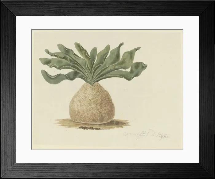 Framed Print : Boophone haemanthoides F.M. Leighton (Hottentots Poison-Bulb, Or Giftbol), 1777-1786. Creator: Robert Jacob Gordon Framed Print : Boophone haemanthoides F.M. Leighton (Hottentots Poison-Bulb, Or Giftbol), 1777-1786. Creator: Robert Jacob Gordon
