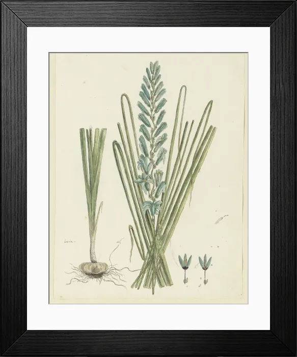 Framed Print : Ixia viridiflora Larn. (Turqoise ixia), 1777-1786. Creator: Robert Jacob Gordon Framed Print : Ixia viridiflora Larn. (Turqoise ixia), 1777-1786. Creator: Robert Jacob Gordon