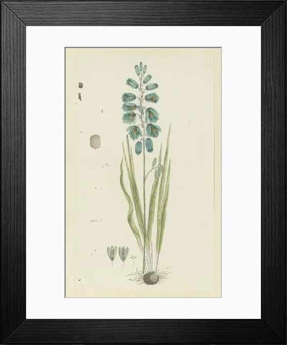 Framed Print : Ixia viridiflora Lam. (Turquoise ixia), 1777-1786. Creator: Robert Jacob Gordon Framed Print : Ixia viridiflora Lam. (Turquoise ixia), 1777-1786. Creator: Robert Jacob Gordon