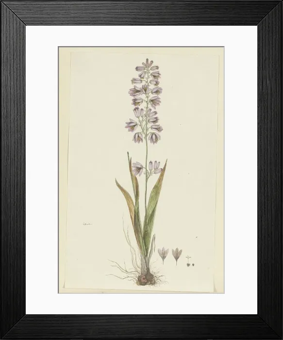 Framed Print : Ixia polystachya L. (Cornlily), 1777-1786. Creator: Robert Jacob Gordon Framed Print : Ixia polystachya L. (Cornlily), 1777-1786. Creator: Robert Jacob Gordon