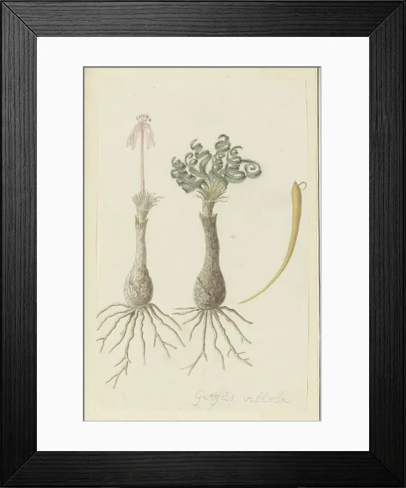 Framed Print : Gethyllis lanuginose Marloth [Gethyllis Villosa] (Kukumakranka), 1777-1786. Creator: Robert Jacob Gordon