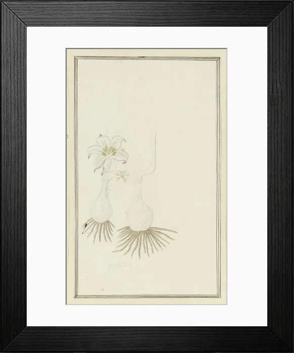 Framed Print : Gethyllis sp. (Kukumakranka), 1777-1786. Creator: Robert Jacob Gordon Framed Print : Gethyllis sp. (Kukumakranka), 1777-1786. Creator: Robert Jacob Gordon