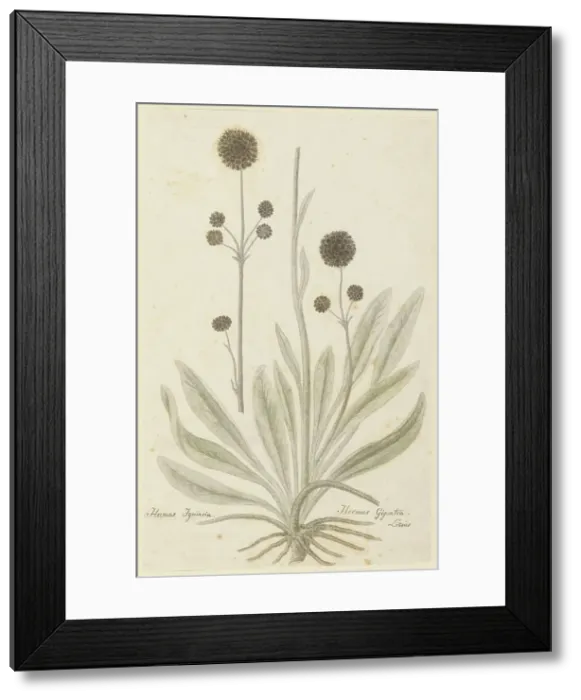 Framed Print : Hermas igniaria or Hermas gigantea (Tontelblaar), 1777-1786. Creator: Robert Jacob Gordon Framed Print : Hermas igniaria or Hermas gigantea (Tontelblaar), 1777-1786. Creator: Robert Jacob Gordon
