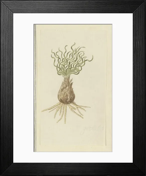 Framed Print : Gethyllis afra L (Kukukmakranka), 1777-1786. Creator: Robert Jacob Gordon Framed Print : Gethyllis afra L (Kukukmakranka), 1777-1786. Creator: Robert Jacob Gordon