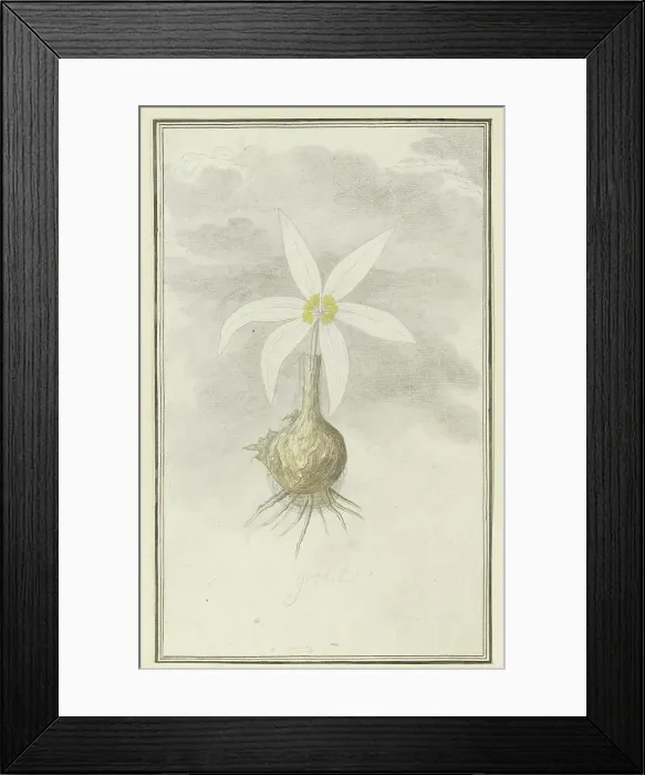 Framed Print : Gethyllis Afra L (Kukukmakranka), 1777-1786. Creator: Robert Jacob Gordon Framed Print : Gethyllis Afra L (Kukukmakranka), 1777-1786. Creator: Robert Jacob Gordon