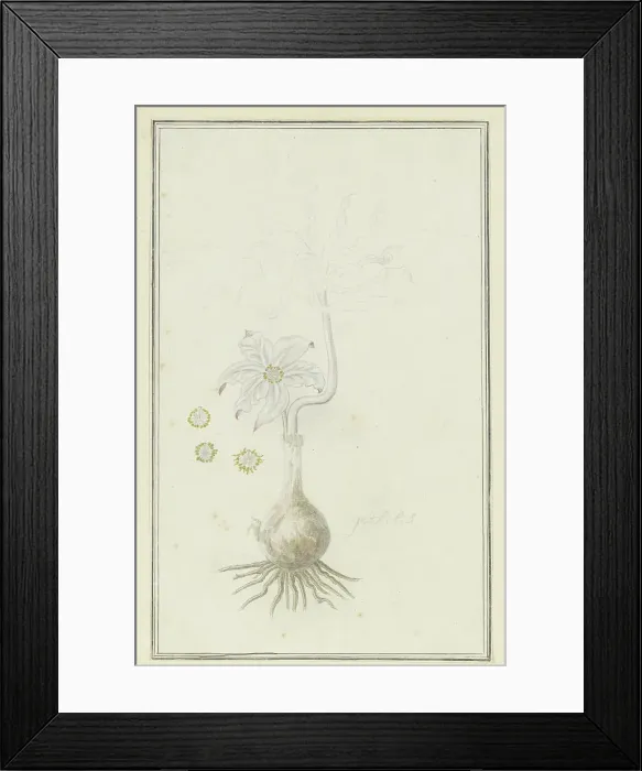 Framed Print : Gethyllis britteniana baker (Kukumakranka), 1777-1786. Creator: Robert Jacob Gordon Framed Print : Gethyllis britteniana baker (Kukumakranka), 1777-1786. Creator: Robert Jacob Gordon