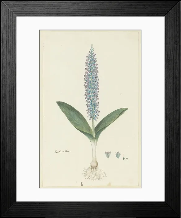 Framed Print : Lachenalia mediana Jacq. 1777-1786. Creator: Robert Jacob Gordon
