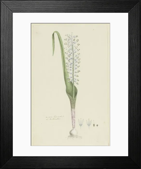Framed Print : Lachenalia unifolia Jacq. (Hyacinth), 1777-1786. Creator: Robert Jacob Gordon Framed Print : Lachenalia unifolia Jacq. (Hyacinth), 1777-1786. Creator: Robert Jacob Gordon