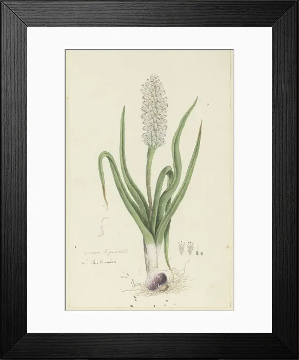 Framed Print : Lachenalia orthopetala Jacq. (Hyacinth), 1777-1786. Creator: Robert Jacob Gordon Framed Print : Lachenalia orthopetala Jacq. (Hyacinth), 1777-1786. Creator: Robert Jacob Gordon
