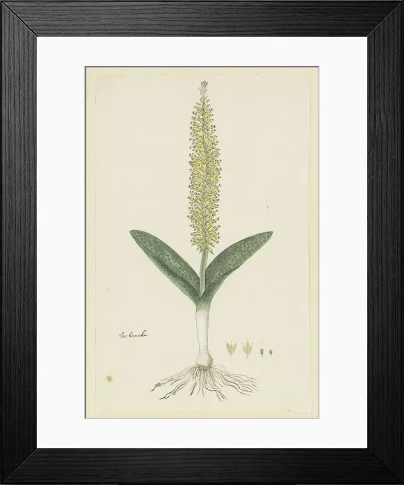 Framed Print : Lachenalia arbuthnotiae W.F. Barker (Hyacinth), 1777-1786. Creator: Robert Jacob Gordon Framed Print : Lachenalia arbuthnotiae W.F. Barker (Hyacinth), 1777-1786. Creator: Robert Jacob Gordon