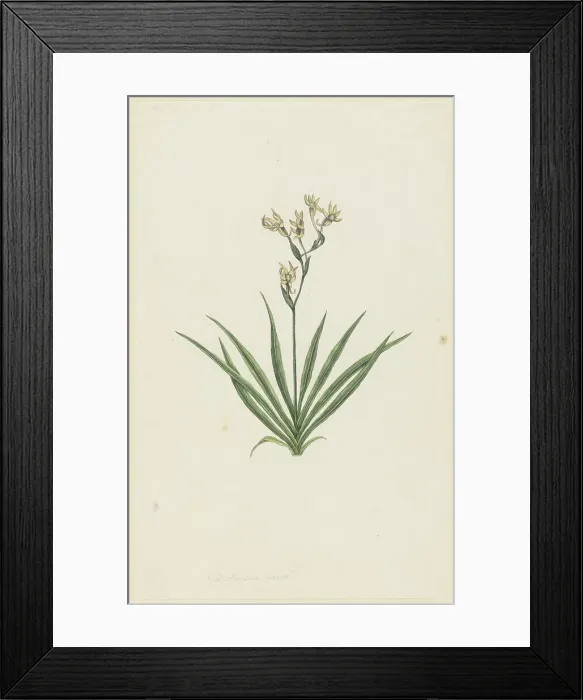 Framed Print : Freesia viridis (Aiton) Goldblatt & J.C. Manning, 1777-1786. Creator: Robert Jacob Gordon. Freesia viridis (Aiton) Goldblatt & J.C. Manning, 1777-1786. Creator: Robert Jacob Gordon Framed Print : Freesia viridis (Aiton) Goldblatt & J.C. Manning, 1777-1786. Creator: Robert Jacob Gordon. Freesia viridis (Aiton) Goldblatt & J.C. Manning, 1777-1786. Creator: Robert Jacob Gordon