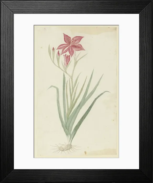 Framed Print : Gladiolus cardinalis curtis. 1777-1786. Creator: Robert Jacob Gordon Framed Print : Gladiolus cardinalis curtis. 1777-1786. Creator: Robert Jacob Gordon