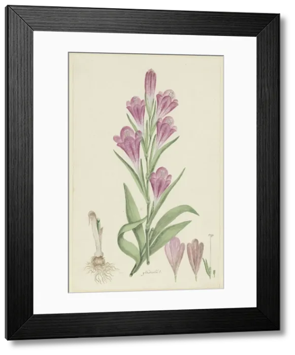 Framed Print : Gladiolus caryhyllaceus (Burm, f.) Poir. 1777-1786. Creator: Robert Jacob Gordon Framed Print : Gladiolus caryhyllaceus (Burm, f.) Poir. 1777-1786. Creator: Robert Jacob Gordon