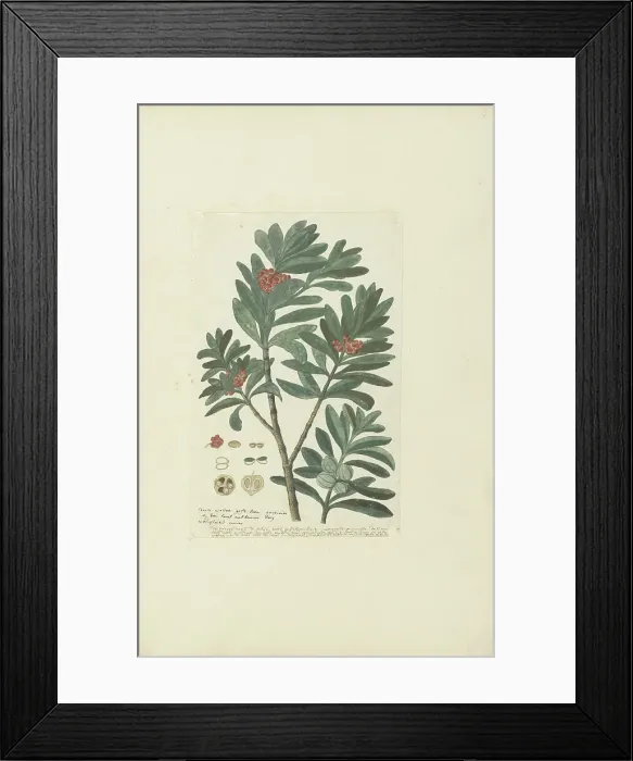 Framed Print : Hyenanche globosa Lam. or Toxicodendrum capense of globosum (Cape wolvegift), in or after c.1780. Creator: Robert Jacob Gordon Framed Print : Hyenanche globosa Lam. or Toxicodendrum capense of globosum (Cape wolvegift), in or after c.1780. Creator: Robert Jacob Gordon