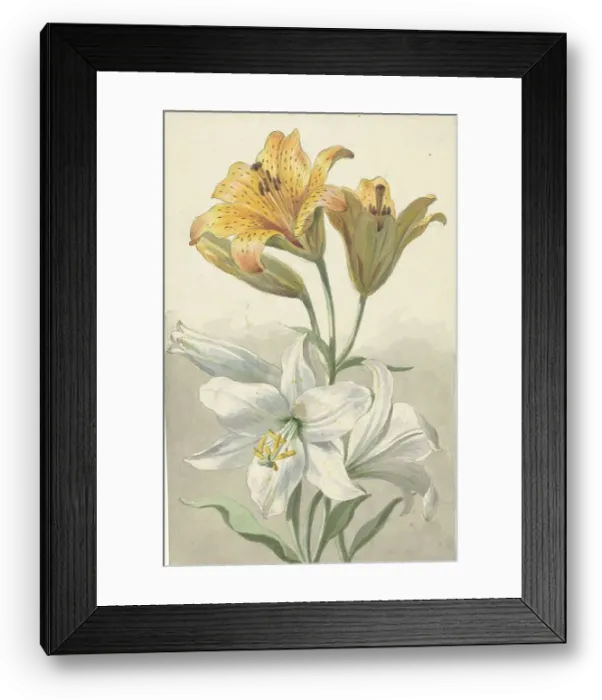 Framed Print : Yellow and White Lilies, c.1780. Creator: Willem van Leen Framed Print : Yellow and White Lilies, c.1780. Creator: Willem van Leen