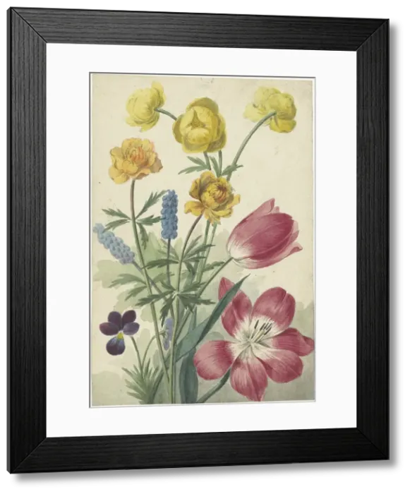 Framed Print : Bouquet of tulips, pansies, grape hyacinths and dotters, 1763-1825. Creator: Willem van Leen Framed Print : Bouquet of tulips, pansies, grape hyacinths and dotters, 1763-1825. Creator: Willem van Leen