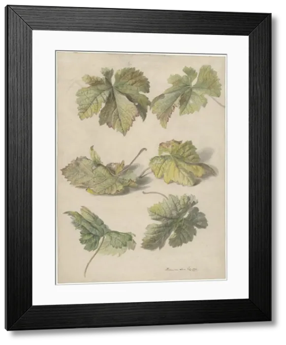 Framed Print : Studies of vine leaves, 1796. Creator: Willem van Leen Framed Print : Studies of vine leaves, 1796. Creator: Willem van Leen