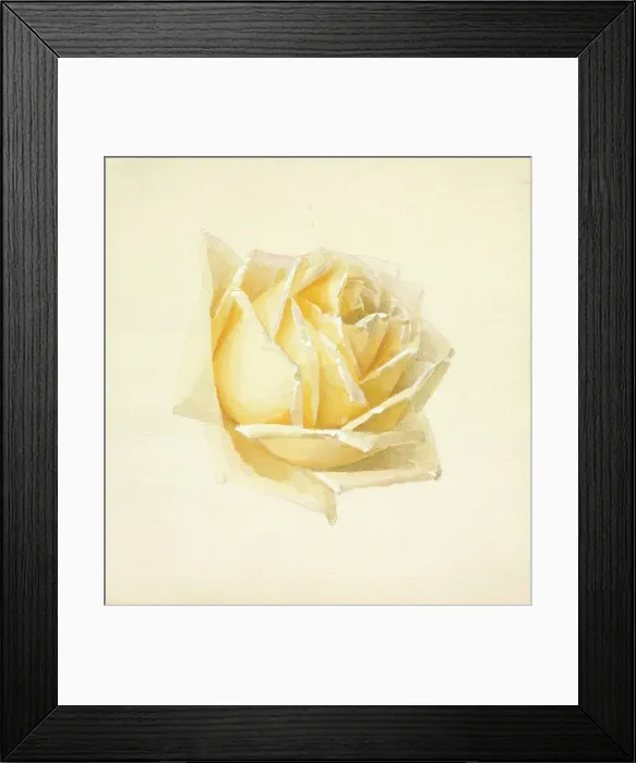 Framed Print : Study of a Rose, c1898. Creator: Paul de Longpré Framed Print : Study of a Rose, c1898. Creator: Paul de Longpré