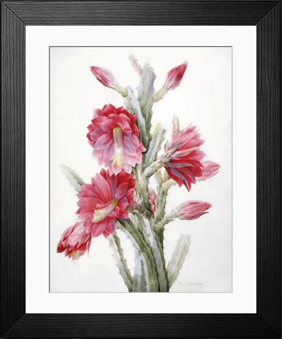 Framed Print : A Flowering Cactus: Heliocereus Speciosus, 1831. Creator: Pierre-Joseph Redoute Framed Print : A Flowering Cactus: Heliocereus Speciosus, 1831. Creator: Pierre-Joseph Redoute