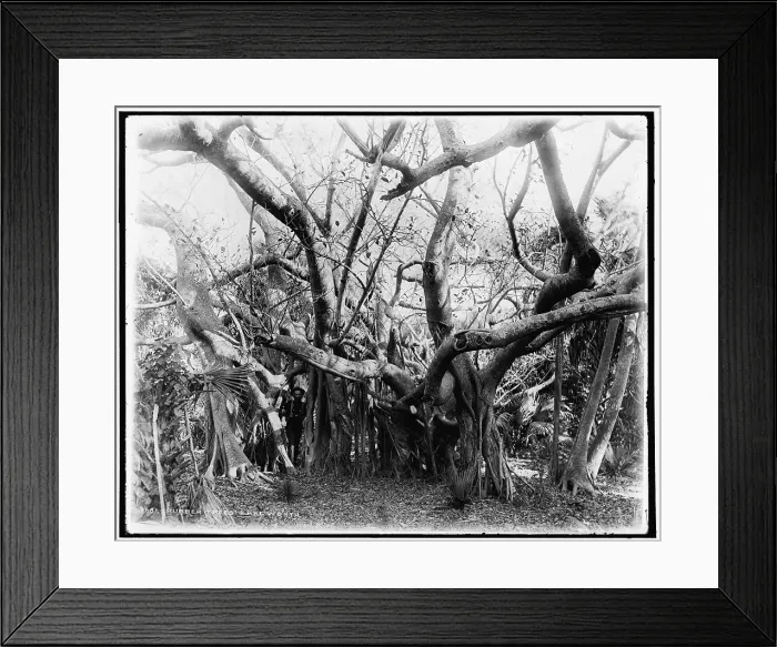 Framed Print : Rubber trees, Lake Worth, between 1880 and 1897. Creator: William H. Jackson Framed Print : Rubber trees, Lake Worth, between 1880 and 1897. Creator: William H. Jackson