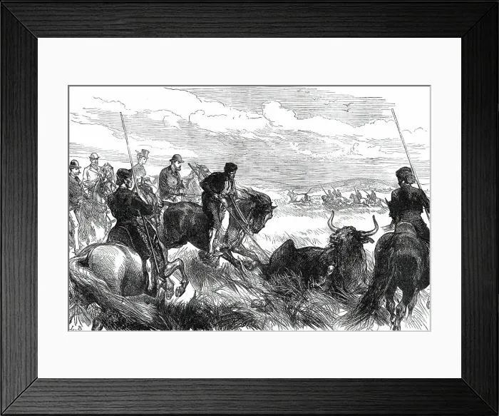Framed Print : Throwing Bulls at Seville before the Prince of Wales, from a sketch by our special artist, 1876. Creator: L.B Framed Print : Throwing Bulls at Seville before the Prince of Wales, from a sketch by our special artist, 1876. Creator: L.B