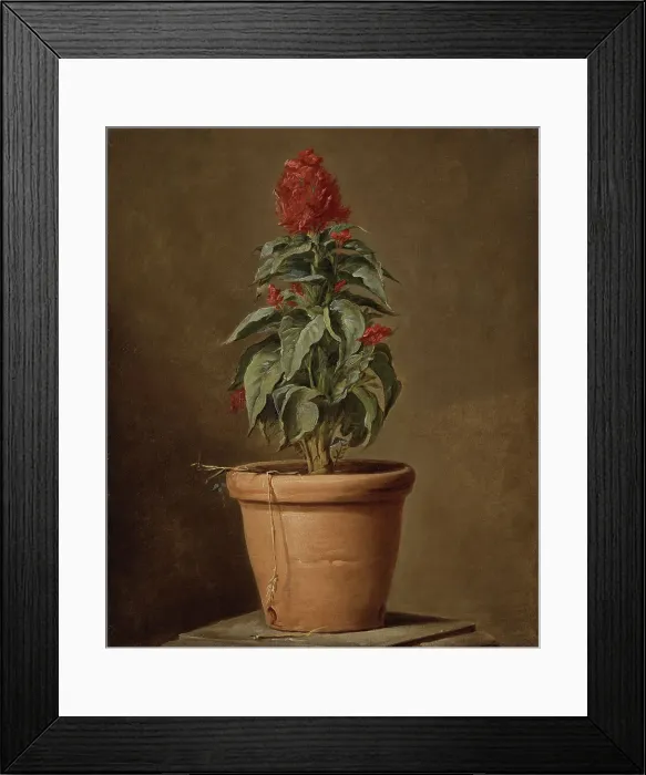 Framed Print : A Potted Plant, mid-late 18th century. Creator: Henri Horace Roland de la Porte Framed Print : A Potted Plant, mid-late 18th century. Creator: Henri Horace Roland de la Porte