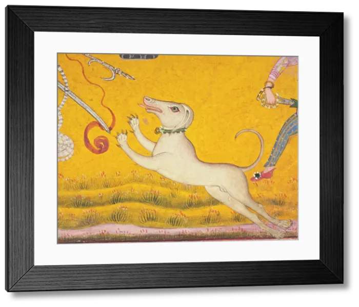 Framed Print : Saluki dog in Battling Elephants (image 5 of 6), c1700. Creator: Unknown Framed Print : Saluki dog in Battling Elephants (image 5 of 6), c1700. Creator: Unknown