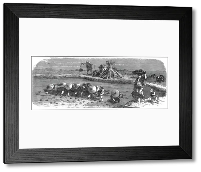 Framed Print : Japanese in the Rice-field; A European Sojourn in Japan, 1875. Creator: Unknown Framed Print : Japanese in the Rice-field; A European Sojourn in Japan, 1875. Creator: Unknown