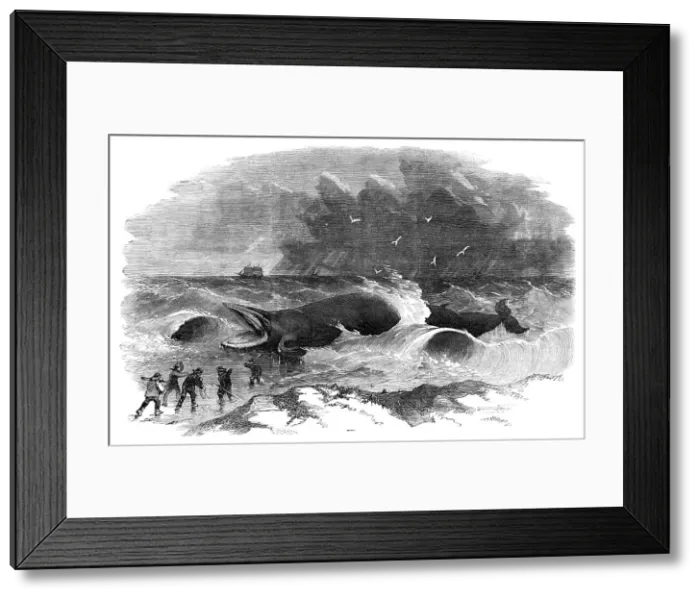 Framed Print : Whale stranded at Winterton, 1857. Creator: Unknown Framed Print : Whale stranded at Winterton, 1857. Creator: Unknown