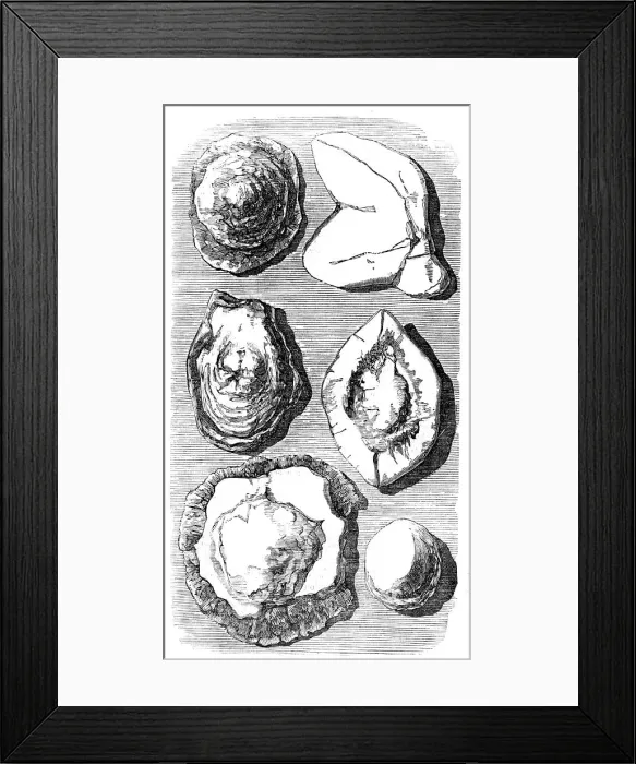 Framed Print : Specimens of Fossils recently found at Tingewick, Bucks. 1857. Creator: Unknown Framed Print : Specimens of Fossils recently found at Tingewick, Bucks. 1857. Creator: Unknown