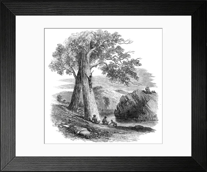 Framed Print : Sketches in Australia - Mode of Climbing a Tree, 1857. Creator: Unknown Framed Print : Sketches in Australia - Mode of Climbing a Tree, 1857. Creator: Unknown