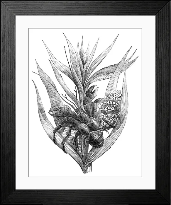 Framed Print : The Robber Crab (Birgus latro), 1857. Creator: Unknown Framed Print : The Robber Crab (Birgus latro), 1857. Creator: Unknown