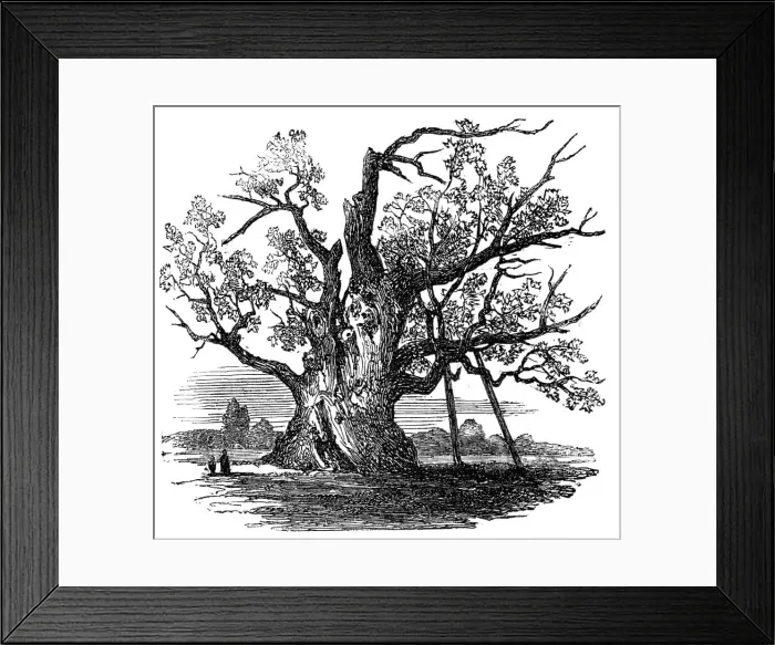 Framed Print : The Cowthorpe Oak, near Wetherby, York, 1857. Creator: Unknown Framed Print : The Cowthorpe Oak, near Wetherby, York, 1857. Creator: Unknown
