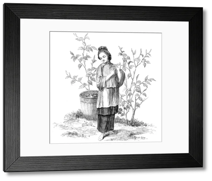 Framed Print : Chinese Woman gathering Tea - from a drawing by a Chinese artist, 1857. Creator: Unknown Framed Print : Chinese Woman gathering Tea - from a drawing by a Chinese artist, 1857. Creator: Unknown