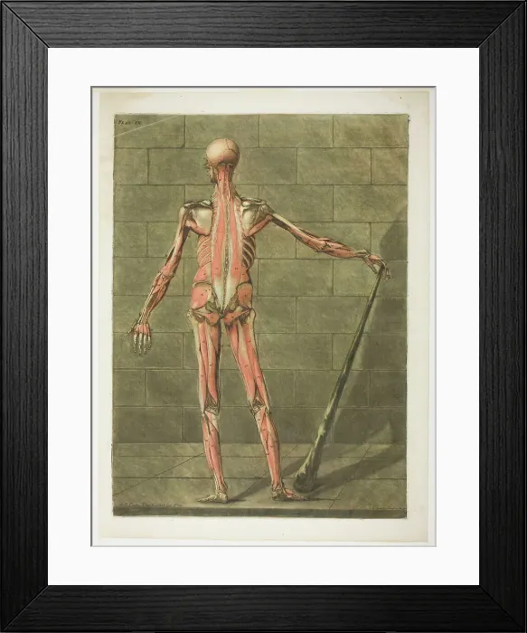 Framed Print : Posterior View of Muscle Man, plate nine from Complete Anatomy Course, 1773. Creator: Arnault Éloi Gautier D'Agoty Framed Print : Posterior View of Muscle Man, plate nine from Complete Anatomy Course, 1773. Creator: Arnault Éloi Gautier D'Agoty