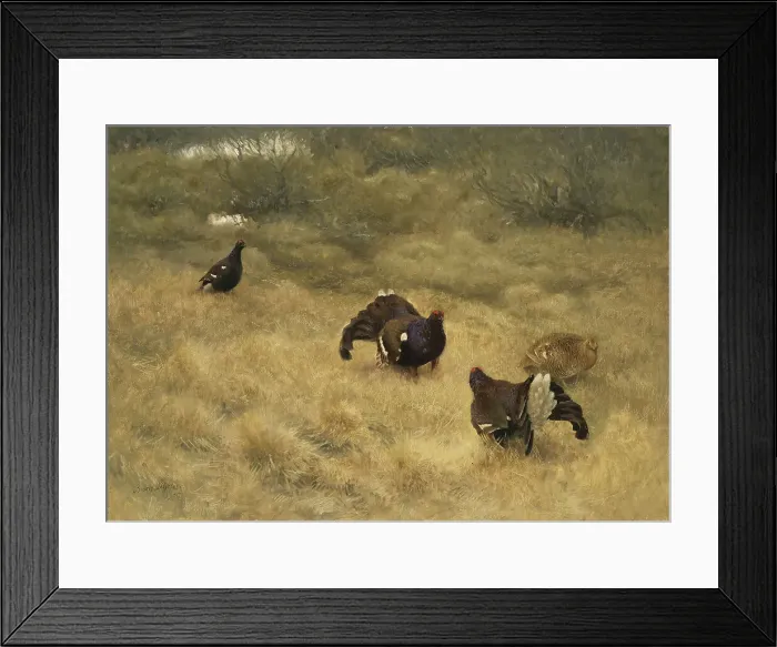 Framed Print : Blackgame in Springtime, 1907. Creator: Bruno Liljefors Framed Print : Blackgame in Springtime, 1907. Creator: Bruno Liljefors