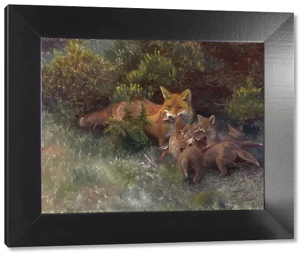 Fox with Cubs, 1912. Creator: Bruno Liljefors