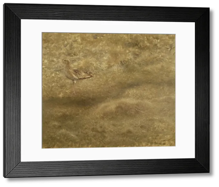 Framed Print : Eurasian Curlew, 1907. Creator: Bruno Liljefors Framed Print : Eurasian Curlew, 1907. Creator: Bruno Liljefors