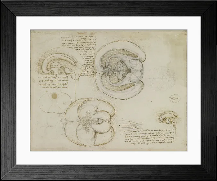 Framed Print : The brain, c.1508. Creator: Leonardo da Vinci (1452-1519) Framed Print : The brain, c.1508. Creator: Leonardo da Vinci (1452-1519)