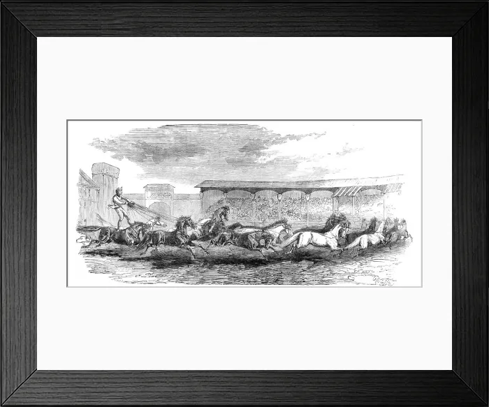 Framed Print : The Paris Hippodrome: seventeen horses driven by M. Marin, 1860. Creator: Harrison Weir Framed Print : The Paris Hippodrome: seventeen horses driven by M. Marin, 1860. Creator: Harrison Weir