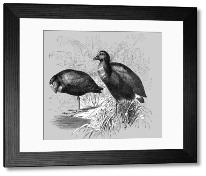 Framed Print : The Great Purple Gallinule (Porphyrio hyacinthinus); A Bird nesting Expedition in a North... 1875. Creator: Unknown Framed Print : The Great Purple Gallinule (Porphyrio hyacinthinus); A Bird nesting Expedition in a North... 1875. Creator: Unknown