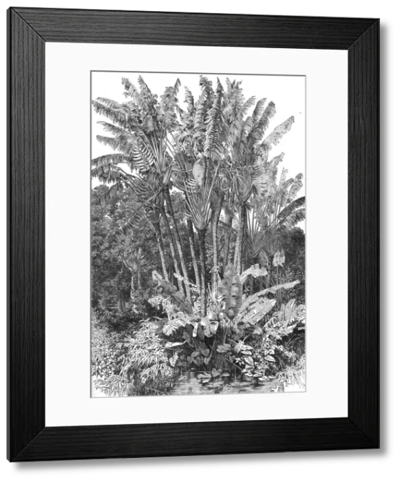 Framed Print : Ravenal Trees; A Birds-eye View of Madagascar, 1875. Creator: M.D Charnay Framed Print : Ravenal Trees; A Birds-eye View of Madagascar, 1875. Creator: M.D Charnay