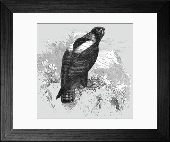 Framed Print : The Imperial Eagle; A Naturalist's Ride in the Atlas Mountains, 1875. Creator: Unknown Framed Print : The Imperial Eagle; A Naturalist's Ride in the Atlas Mountains, 1875. Creator: Unknown