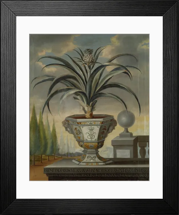 Framed Print : Pineapple plant, 1729. Creator: David von Coln Framed Print : Pineapple plant, 1729. Creator: David von Coln