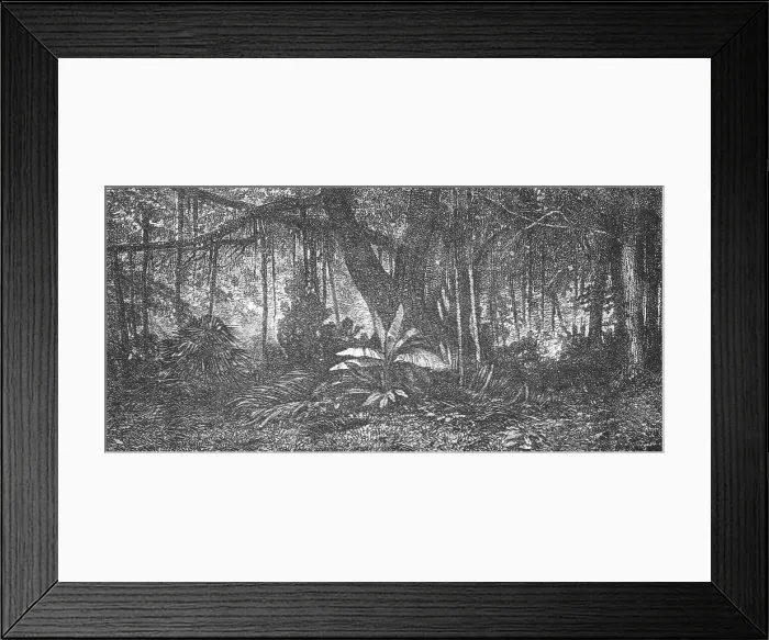 Framed Print : Forest in Java; Speculations concerning Former Southern Geographies, 1875. Creator: Unknown Framed Print : Forest in Java; Speculations concerning Former Southern Geographies, 1875. Creator: Unknown