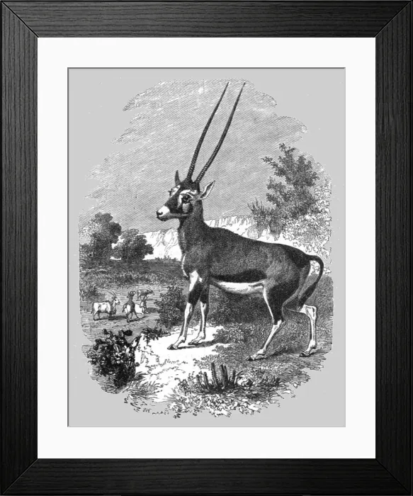 Framed Print : Caffrarian Antelope; A Few Words about Natal and Zululand, 1875. Creator: Unknown Framed Print : Caffrarian Antelope; A Few Words about Natal and Zululand, 1875. Creator: Unknown