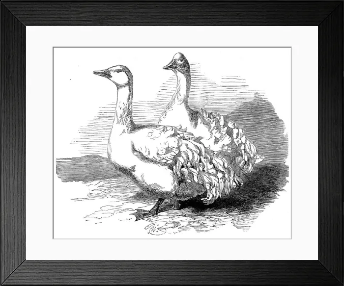 Framed Print : Sebastopol geese at the Crystal Palace poultry show, 1860. Creator: Harrison Weir Framed Print : Sebastopol geese at the Crystal Palace poultry show, 1860. Creator: Harrison Weir
