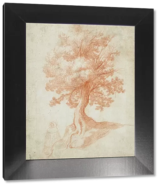 Study of a Tree, between circa 1610 and circa 1620. Creator: Cristofano Allori